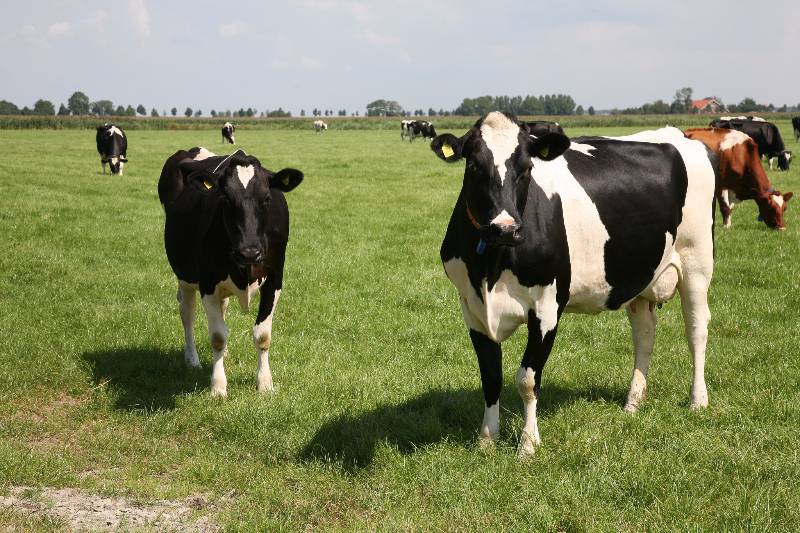 Managing Pre-Fresh Cows in Jersey Holstein Herds